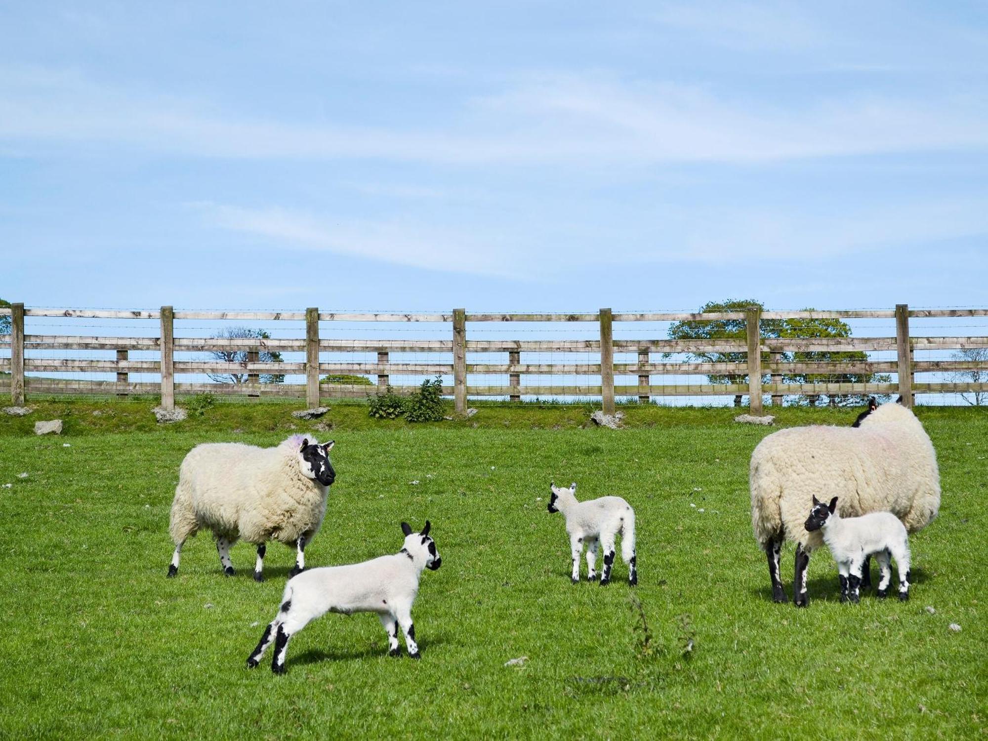 Maes Y Bryn Farmhouse Llanwrda Εξωτερικό φωτογραφία